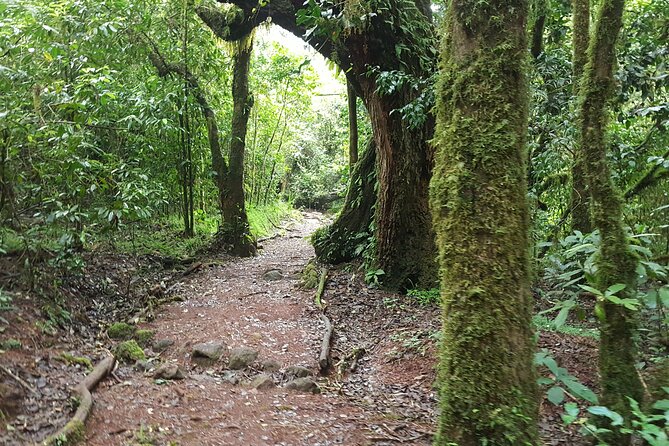 7-Day Mountain Climbing in Machame Route - Day 7: Descending through rainforest to Mweka Gate
