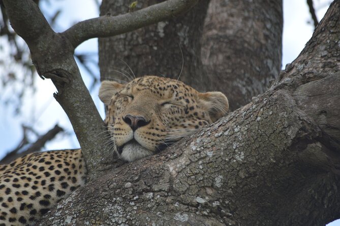 7-Day North Tanzania Classic Safari - Day 1: A gentle start from Kilimanjaro Airport to Arusha