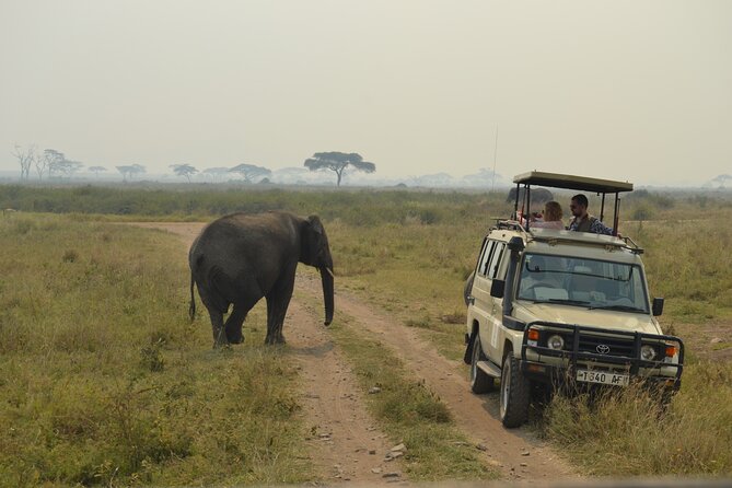 7-Day North Tanzania Classic Safari - Day 3: Lake Manyara, flamingos, and possible tree-climbing lions