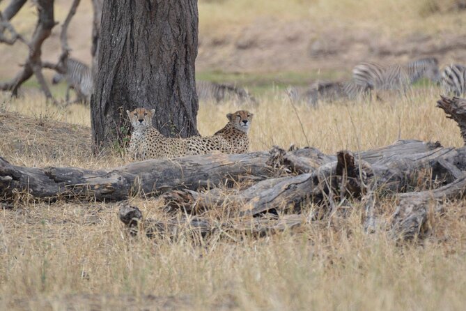 7-Day North Tanzania Classic Safari - Day 5: A full Serengeti day around rivers and hippos