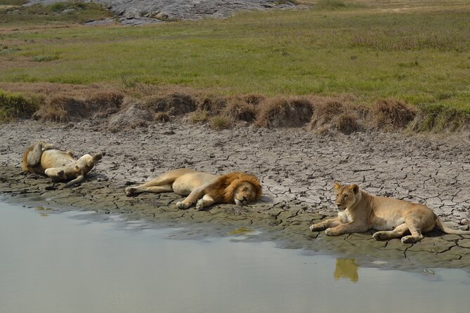 7-Day North Tanzania Classic Safari - Day 6: Olduvai Gorge and the Ngorongoro Crater