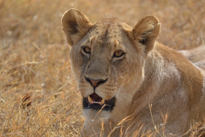 7-Day North Tanzania Classic Safari - Day 2: Tarangire’s elephants and Larmaku Swamp