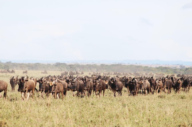 7-Day Premium Luxury Tanzania Safari All-Inclusive - Day five: A full day in the Serengeti