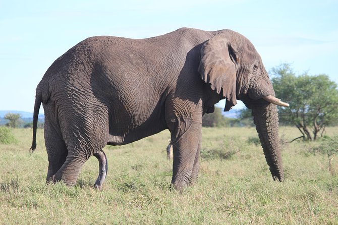7-Day Premium Luxury Tanzania Safari All-Inclusive - What the $4,840 price really covers