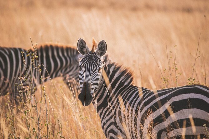 7-Day Private midrange Tour in Arusha with Airport Pickup - Day 1: Tarangire’s elephants and baobab country