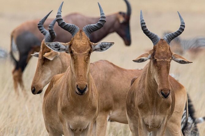 7-Day Private midrange Tour in Arusha with Airport Pickup - Day 3: Entering the Serengeti through the highlands