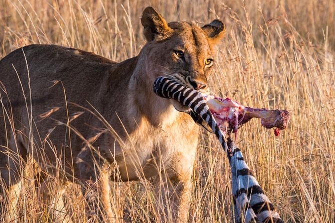 7-Day Private midrange Tour in Arusha with Airport Pickup - Days 4 and 5: Two full days in central Serengeti
