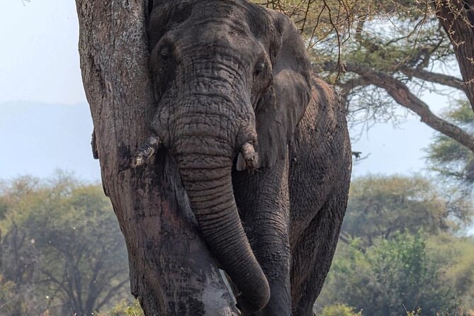 7-Day Private midrange Tour in Arusha with Airport Pickup - The private guide makes the biggest difference