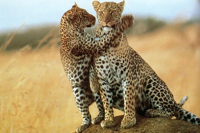 7-Day Safari (Including Serengeti) & Zanzibar Extension - The guide can shape the whole safari