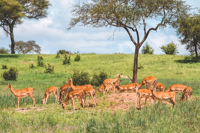7-Day Tanzania Odyssey Safari- High End Tour - The Overall Shape of the Tanzania Odyssey