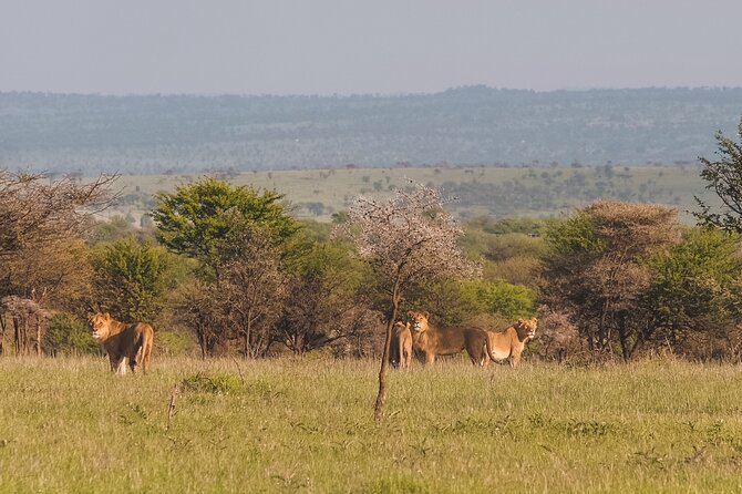 7-Day Tanzania Odyssey Safari- High End Tour - Day 3: Ngorongoro Crater’s Compact Wildlife Show