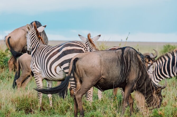 7-Day Tanzania Odyssey Safari- High End Tour - Day 4: Entering Central Serengeti Through Seronera