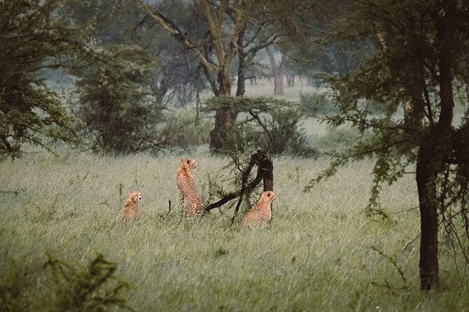 7-Day Tanzania Odyssey Safari- High End Tour - Day 2: Tarangire’s Elephants and Baobab Trees