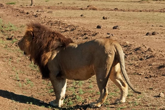 7 Day Tanzania visiting Arusha, Lake Manyara, Serengeti, Ngorongoro & Tarangire - Day 4: Central Serengeti is the safari high point
