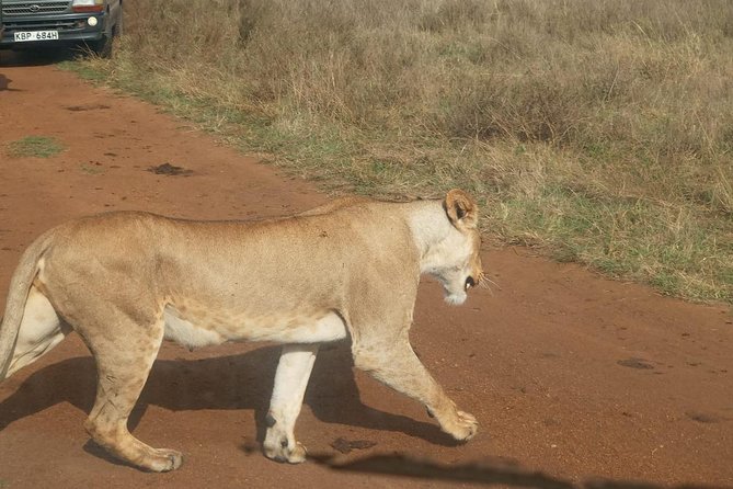 7 Day Tanzania visiting Arusha, Lake Manyara, Serengeti, Ngorongoro & Tarangire - Day 6: Five hours on the Ngorongoro Crater floor