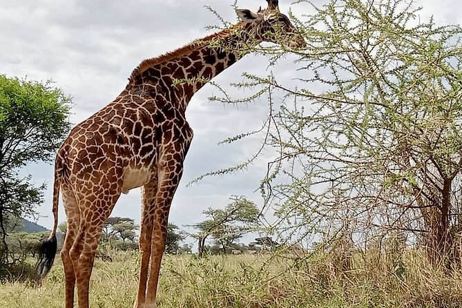 7 Day The Great Savannah Luxury Safari All Inclusive - Tarangire’s elephants and baobab country