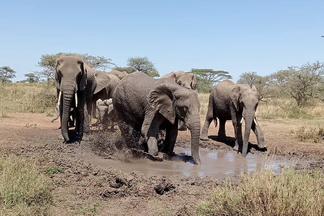 7 Day The Great Savannah Luxury Safari All Inclusive - A 6 a.m. Serengeti game drive