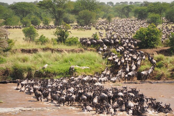 7 Days Best Luxury Safari To Tanzania - Two days in Serengeti: the safari reaches its stride