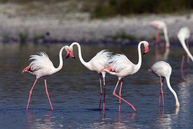 7 Days Best Luxury Safari To Tanzania - Flying from Fort Ikoma to Zanzibar