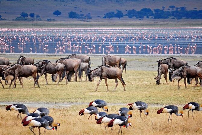 7 Days Best Luxury Safari To Tanzania - What $5,900 includes, and what it does not