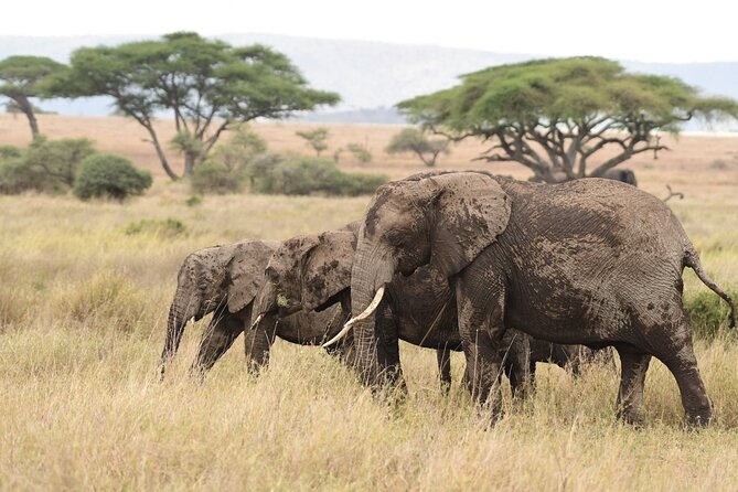 7 Days Elephant Safari Experience in Arusha - Why this seven-day route works