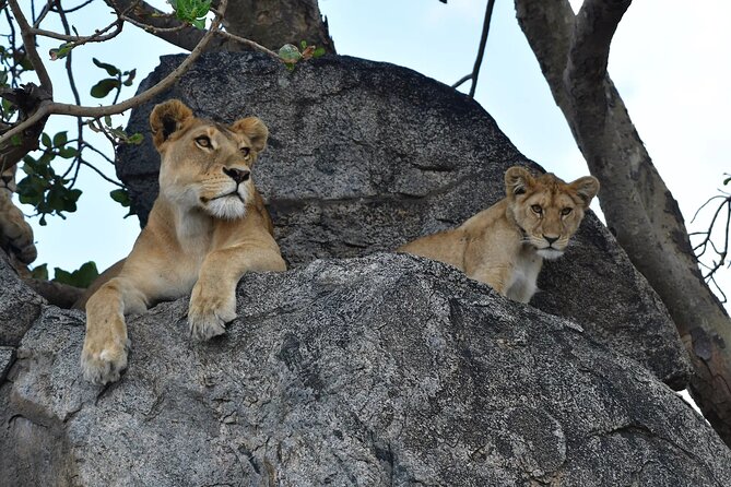 7 Days Elephant Safari Experience in Arusha - Day 4: A full Serengeti day with optional extras