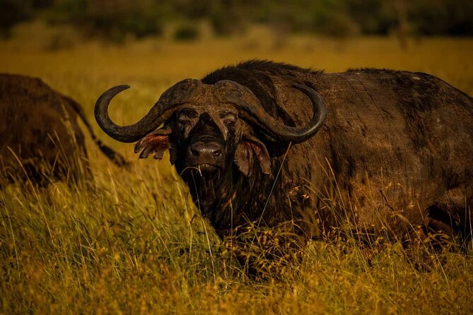 7 Days Elephant Safari Experience in Arusha - Day 2: Tarangire and the elephant country
