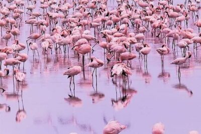 7 days great migration safari