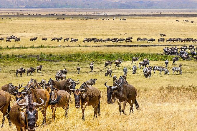 7 days great migration safari - Day 4: From northern plains to Seronera Valley