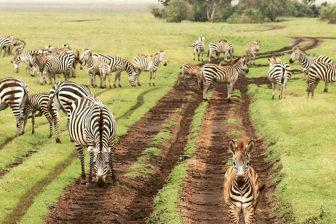 7 days great migration safari - Day 5: Leaving Serengeti for Ngorongoro