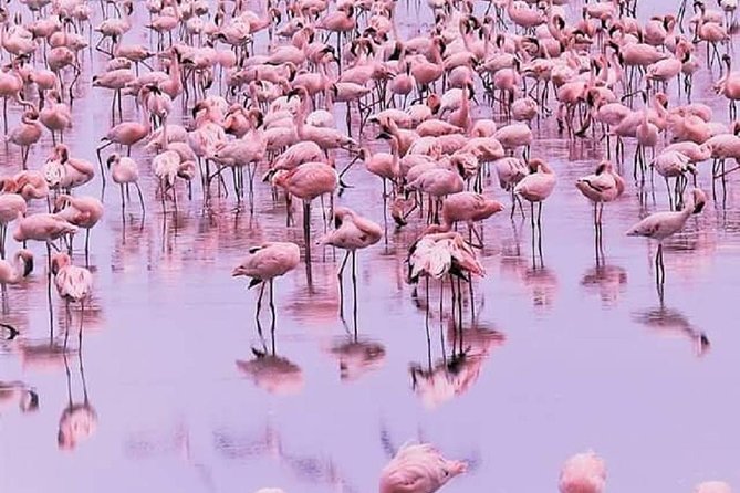 7 days great migration safari - Day 1: Lake Natron and the pink shores of a soda lake
