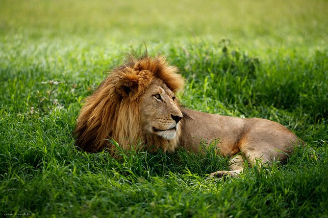 7 Days Great Wildebeest Migration Mara River Crossing - What the seven days really deliver