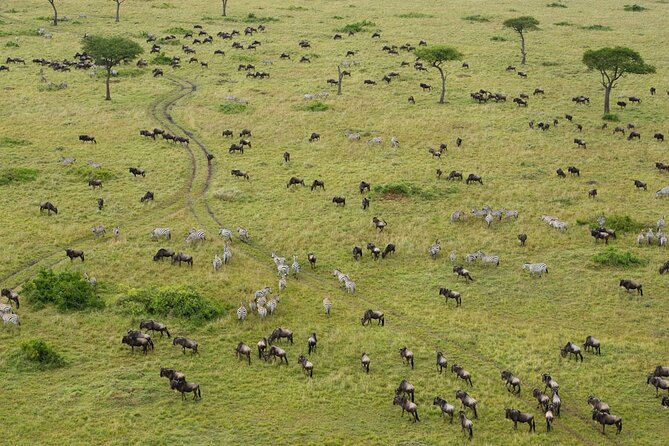 7 Days Group Camping Tarangire/Serengeti/Ngorongoro Crater and Lake Manyara - The Final Morning Leaves Room for Arusha