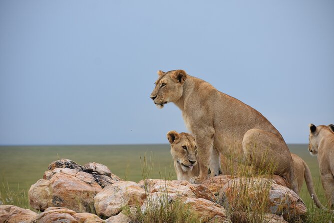 7 Days Highlight of Tanzania Mid-Range Standard - Key points to know before booking
