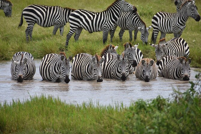 7 Days Highlight of Tanzania Mid-Range Standard - What this seven-day Tanzania safari is really like