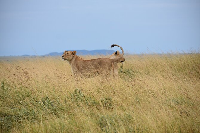 7 Days Highlight of Tanzania Mid-Range Standard - Mid-range comfort and what the price covers