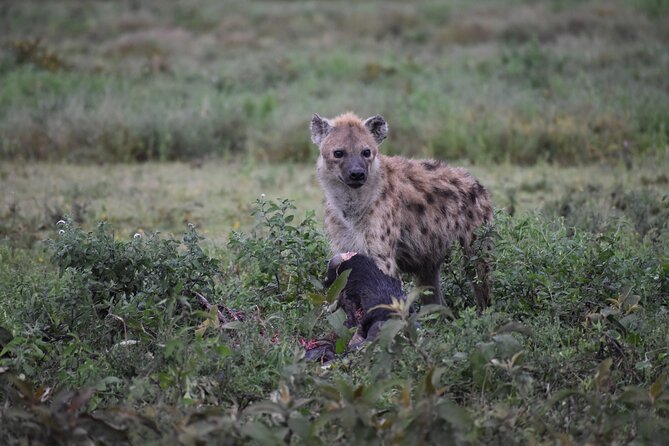 7 Days Highlight of Tanzania Mid-Range Standard - Day one: elephants and baobabs in Tarangire