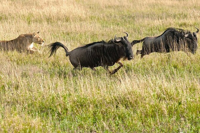 7 Days in Tanzania Northern Circuit Safari - Lake Manyara for birds and a different setting