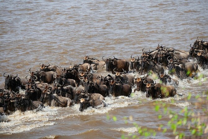 7 Days in Tanzania Northern Circuit Safari - A full Serengeti day on day five