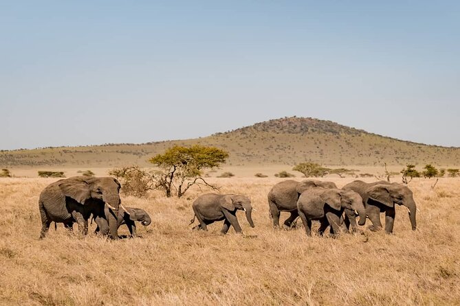 7 Days in Tanzania Northern Circuit Safari - Ngorongoro and the crater descent