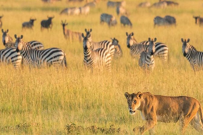 7 Days in Tanzania Northern Circuit Safari - An early start inside Ngorongoro Crater