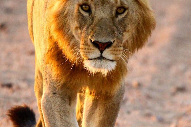 7 Days Journey of the Wildebeest – Luxury Holidays Serengeti - Day 1: Lake Manyara and the Rift Valley escarpment