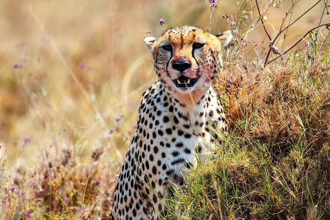 7 Days Journey of the Wildebeest – Luxury Holidays Serengeti - Day 2: From Karatu to the central Serengeti