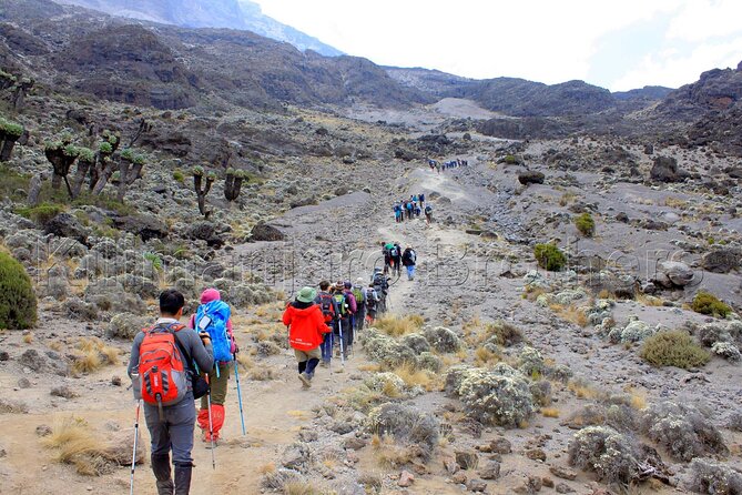 7 Days Kilimanjaro Trekking Machame Route with Professional Guide - Day 4: Lava Tower, Barranco Valley, and the value of going higher