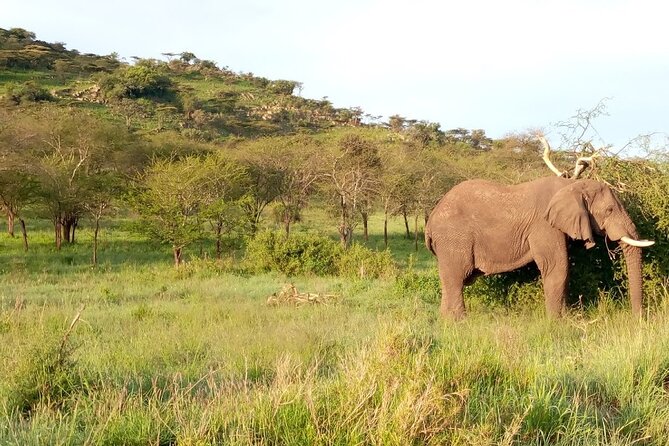 7 days Mt Kilimanjaro,Tarangire NP, Ngorongoro, Serengeti NP, Lake Manyara NP - Day 4: A full day in the Serengeti