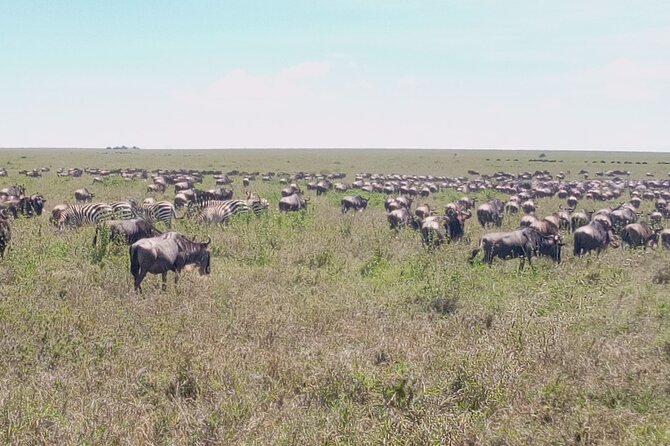 7 days Mt Kilimanjaro,Tarangire NP, Ngorongoro, Serengeti NP, Lake Manyara NP - Day 5: Leaving Serengeti for the Ngorongoro highlands