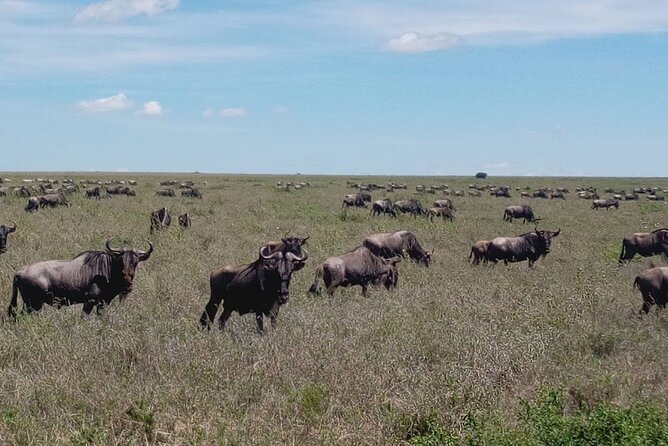 7 days Mt Kilimanjaro,Tarangire NP, Ngorongoro, Serengeti NP, Lake Manyara NP - Day 7: Lake Manyara and the return to Arusha