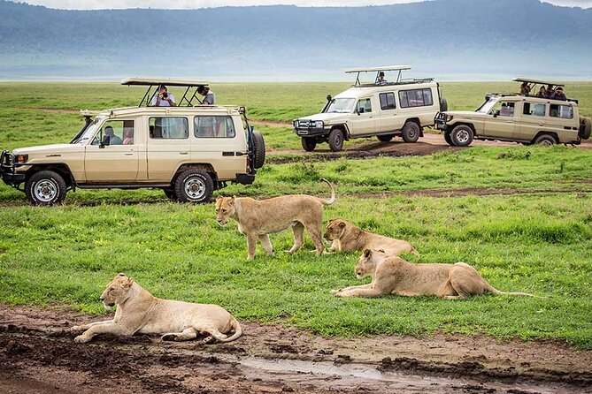 7-Days Private Midrange Safari; Serengeti & Ngorongoro Crater - Day 5: Leaving the Serengeti for the crater highlands