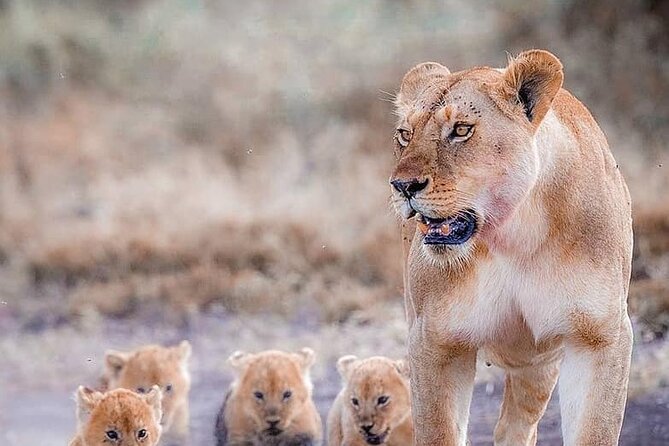 7 Days Private Safari in Tanzania - Key things to know before booking