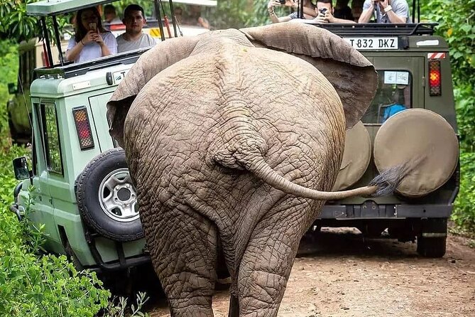 7 Days Private Safari in Tanzania - What this seven-day Tanzania safari does well